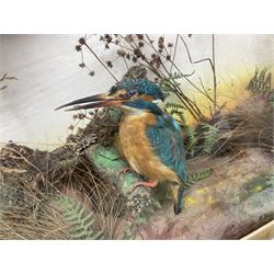 Taxidermy; Victorian cased bird diorama,  pair of Kingfishers (Alcedo Athis) adult mounts and Kestrel (Falco tinnunculus) adult mount, in a naturalistic setting with one kingfisher in flight, encased within a three pane display case, H45cm, L72cm