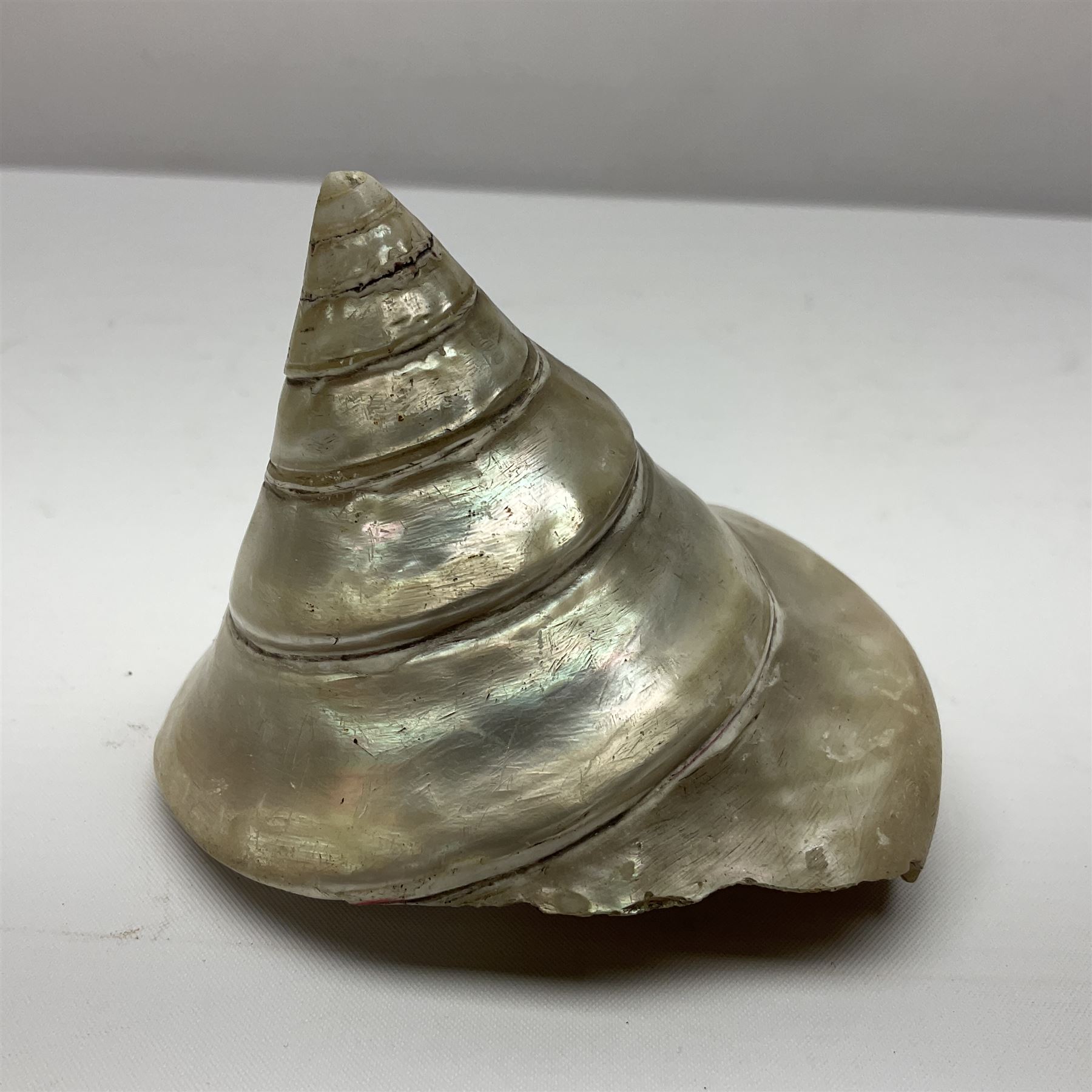 Mother of pearl nativity scene, together with mother of pearl box, shell and carved shell