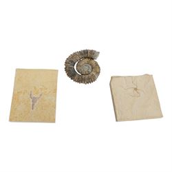 Eryma modestifornus (lobster), specimen L5cm, age Jurassic period, location; Solnhofen, Ge...