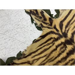 Skins/Hides: Victorian Tiger skin rug (tigris tigris), with green backing with scalloped edges,  L188cm  
