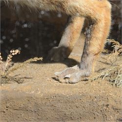 Taxidermy: cased diorama of Red Fox (Vulpes vulpes), full mount adult fox in stalking pose, crouched upon a large painted faux rock ledge above a hidden cowering rabbit and stout below, enclosed within ebonised single glass display case, H62cm, L125cm, D37cm