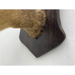 Taxidermy; Roe Deer (Capreolus capreolus), adult Roebuck neck mount looking straight ahead, mounted upon an oak shaped shield, together with a pair of Roe Deer antlers, with partial skull