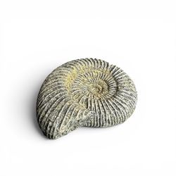 Set of three weathered cast stone wall plaques modelled in relief as ammonite fossils, of graduating size, each with wire hanging loop verso, max W45cm 