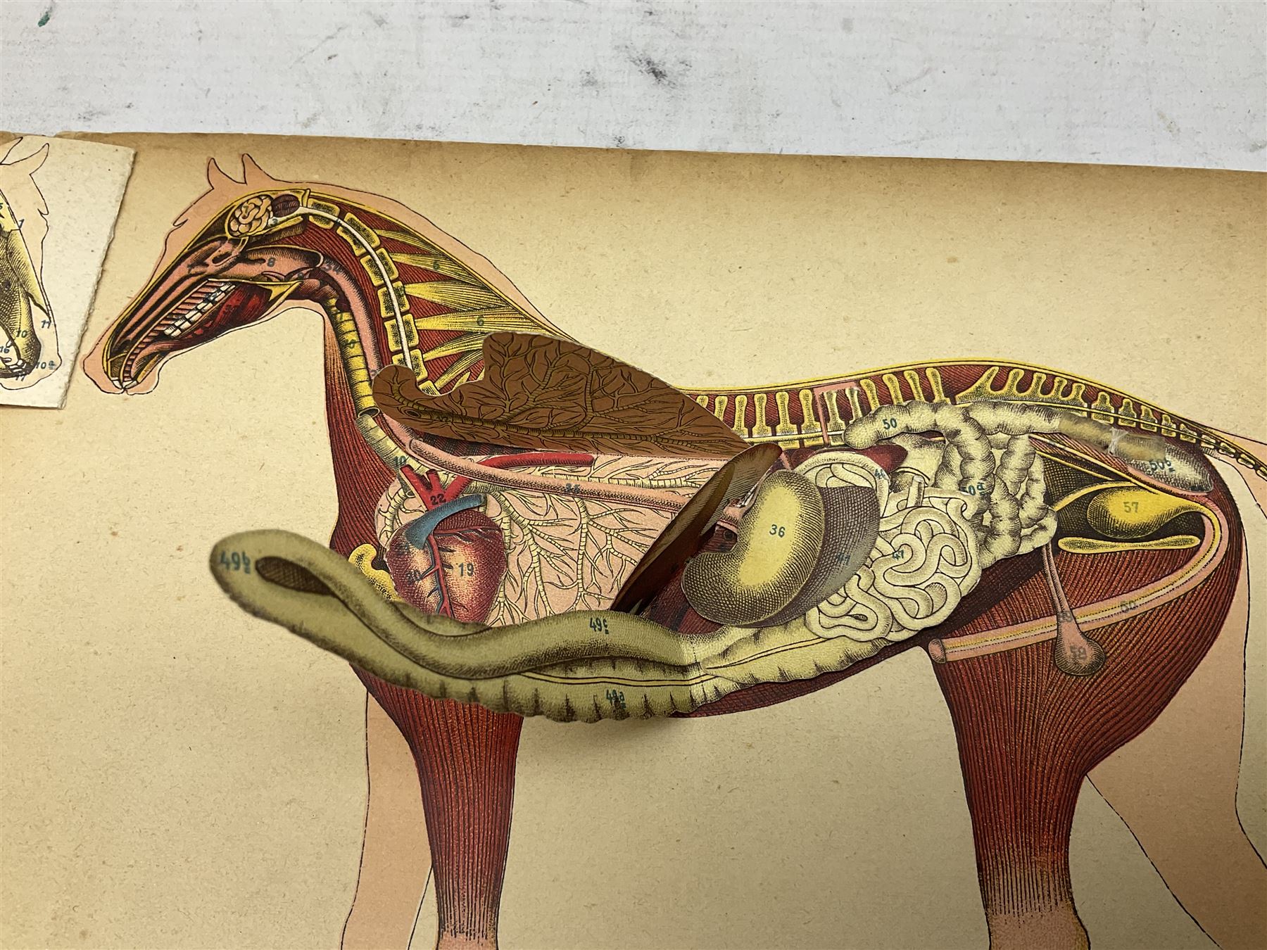 A. Schwarz, The Horse; Its External and Internal Organisation, An Illustrated Representation and Brief Description, Revised and Edited by George Fleming, London, George Philip & Son, with fold out anatomical plates
