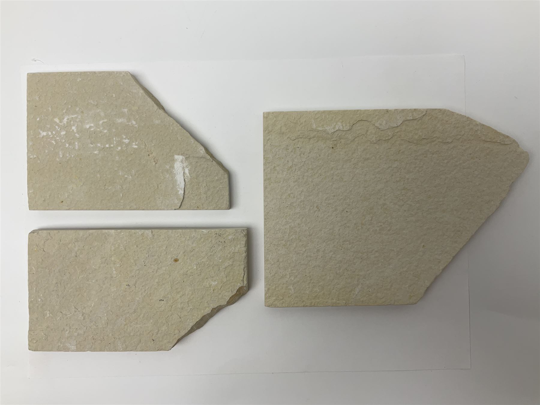 Three fossilised fish (Knightia alta) each in an individual matrix; age; Eocene period, location; Green River Formation, Wyoming, USA, largest matrix H13cm, L18cm