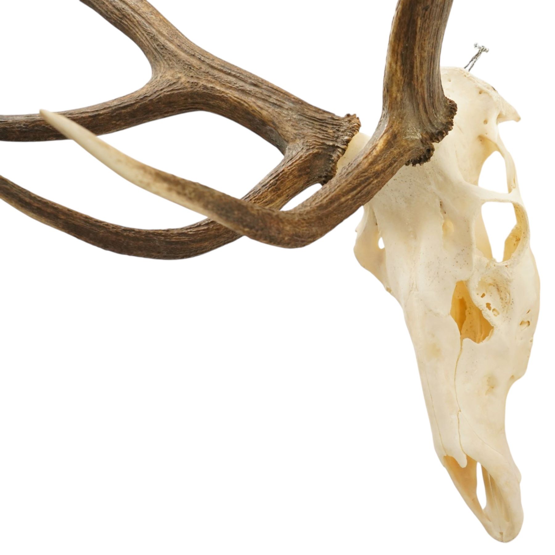 Antlers/Horns - Pair of Red Deer (Cervus elaphus) antlers on skull, H100cm