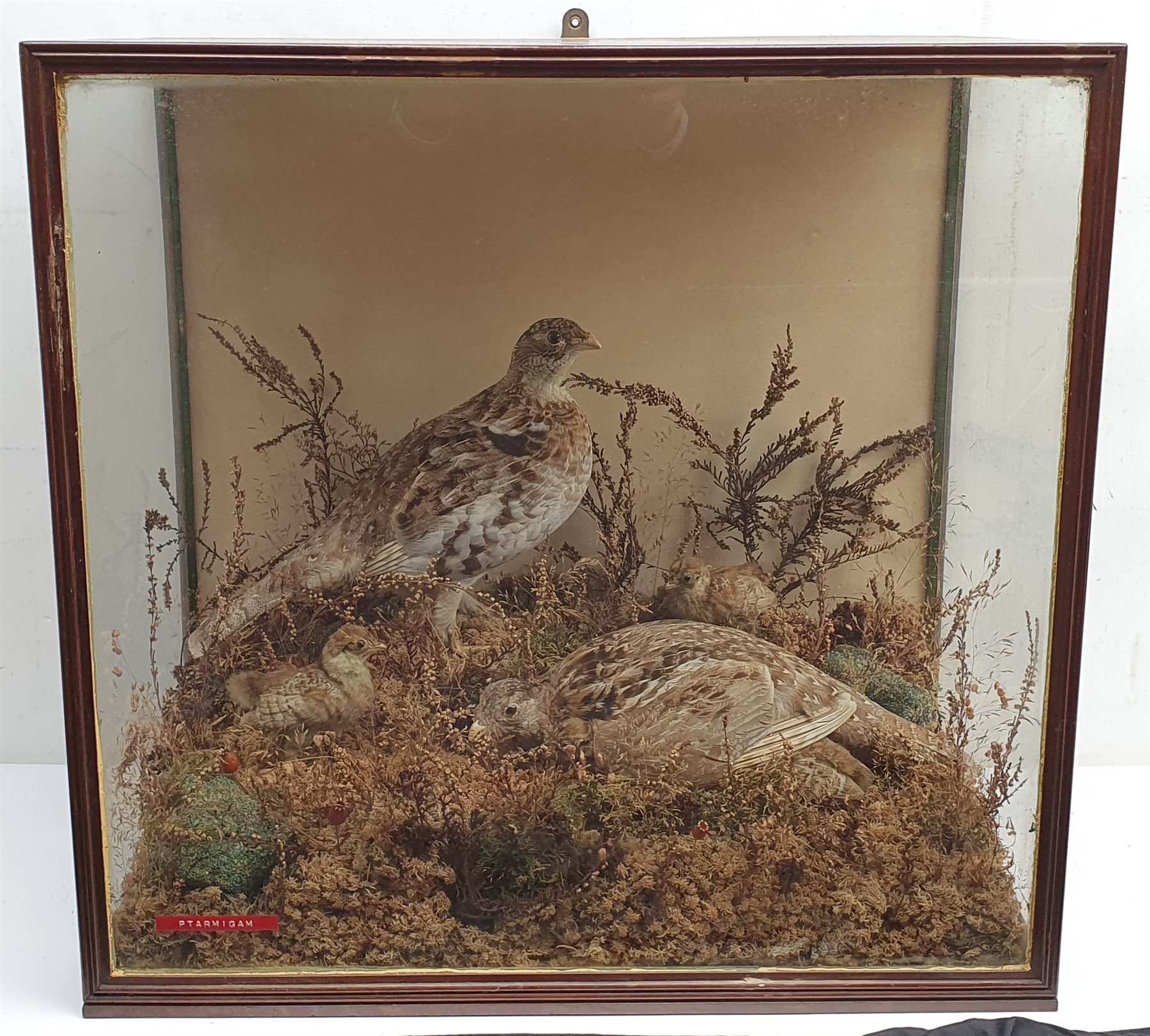 Taxidermy: Victorian cased family of Willow Ptarmigan (Lagopus lagopus) hen, cock, and four young, in naturalistic setting with naturalistic groundwork, detailed with grasses and other fauna, encased within a walnut three pane display case, H56.5cm L57.5cm D32cm 