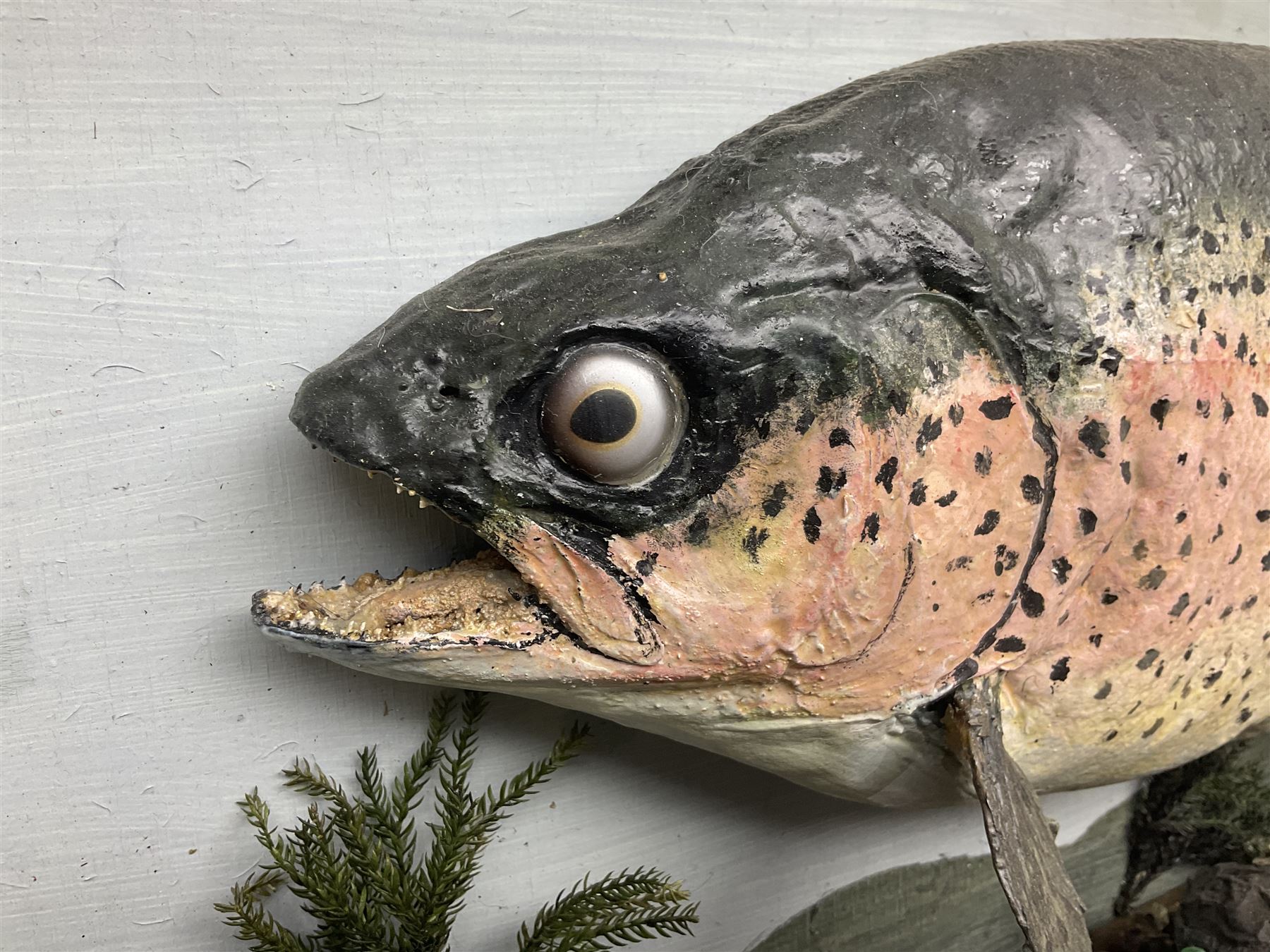 Taxidermy: Rainbow trout (Oncorchynchus mykiss), skin mount set above a pebbled river bed with reeds and grasses, set against blue painted back drop, H34cm, L88cm