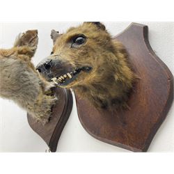 Taxidermy: Red fox masks (vulpes vulpes), the first example an unusual dark coloured adult head looking straight ahead, the second mount turning to the right with mouth agape bearing teeth, both on wooden shields 