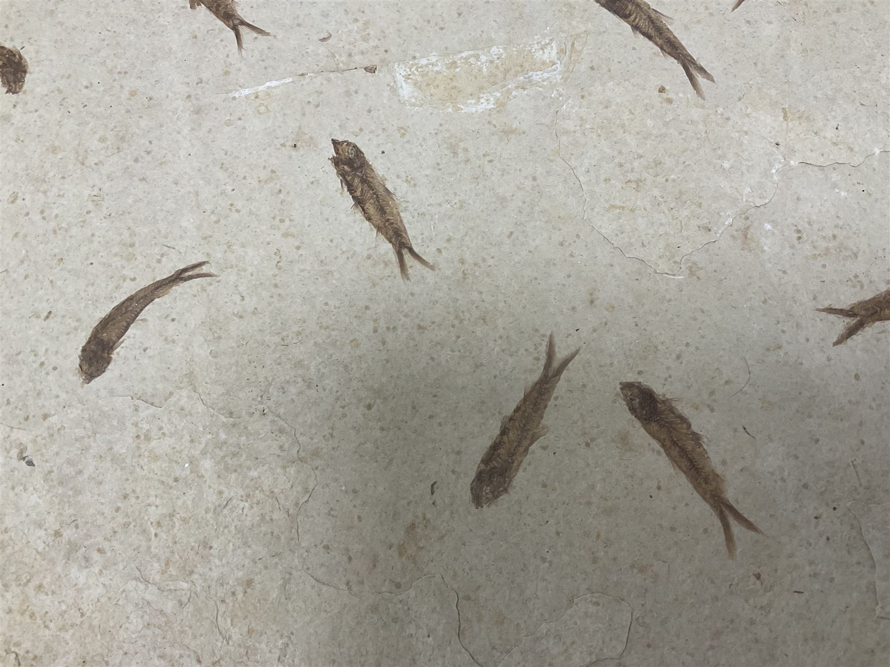 Fossilised fish group in a single matrix; shoal of fossilised fish (Knightia alta), age; Eocene period, location; Green River Formation, Wyoming, USA, matrix L71cm, H46cm