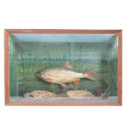 Taxidermy: Cased Rudd (Scardinius) adult