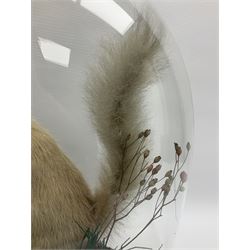 Taxidermy: Victorian cased Red Squirrel (Sciurus vulgaris), full mount adult, upon a tree branch with a naturalistic ground, enclosed beneath a period oval glass dome with ebonised base, raised upon four bun feet, H36cm 