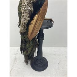 Taxidermy: Indian Peacock (Pavo cristatus), full mount adult cock bird facing forward, with tail hanging below, mounted upon an ebonised plinth, H140cm