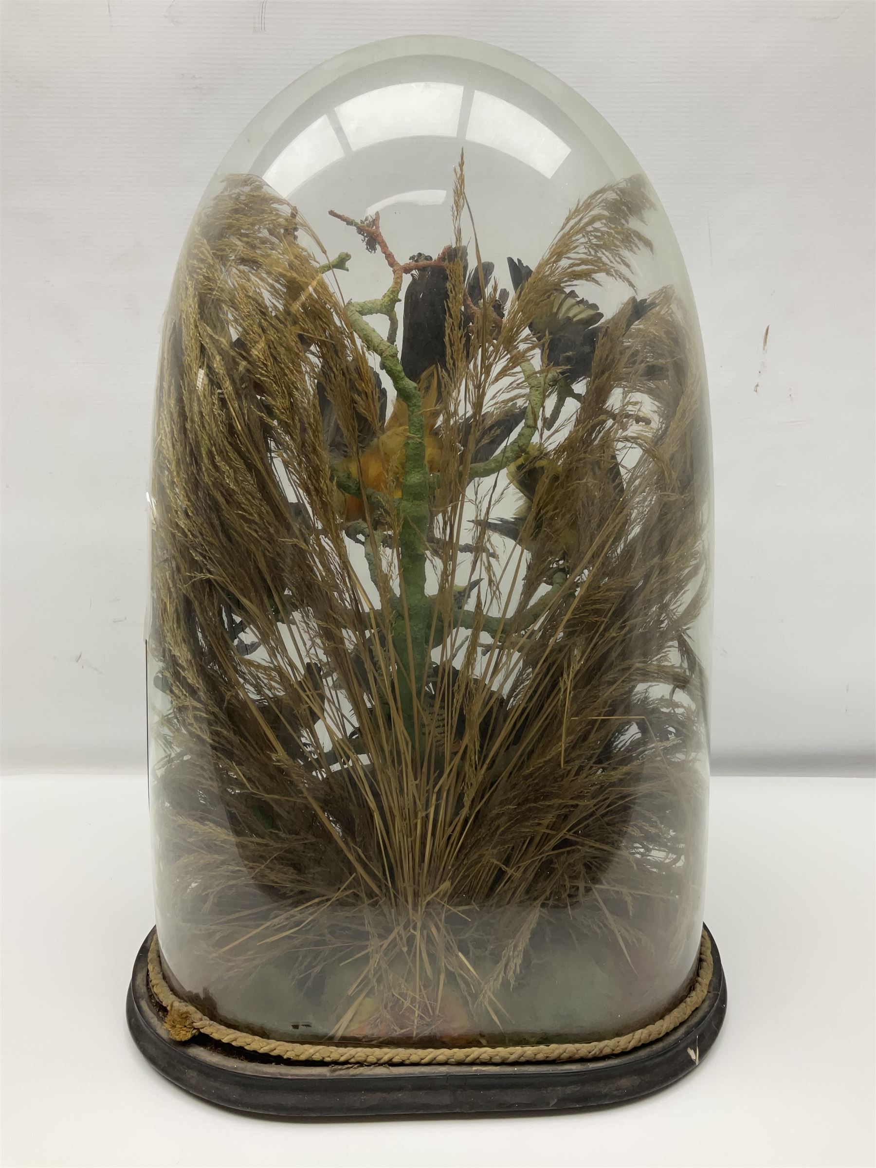 Taxidermy: late Victorian tropical bird diorama, containing several tropical birds to include, Black-headed Oriole (Oriolus Larvatus), Siskin (spinus), Green Honeycreeper (Chlorophanes spiza), each perched on branches, on an oval ebonised base, within a glass dome, H62cm, L40cm