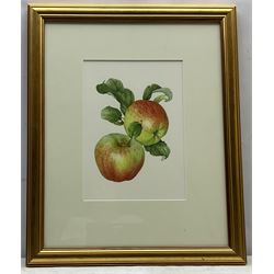 Bridget Gillespie (British 1962-): 'Howgate Wonder' - Apple Study, watercolour, signed titled and dated 2006 on label verso 30cm x 21cm 
Provenance: cover illustration for 'The Northern Pomona' by Linden Hawthorne pub. 2007