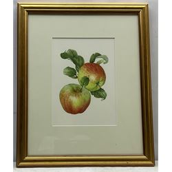 Bridget Gillespie (British 1962-): 'Howgate Wonder' - Apple Study, watercolour, signed titled and dated 2006 on label verso 30cm x 21cm 
Provenance: cover illustration for 'The Northern Pomona' by Linden Hawthorne pub. 2007