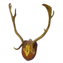  Taxidermy - Pair Edwardian Red Deer Antlers mounted on oak shield, W50cm   