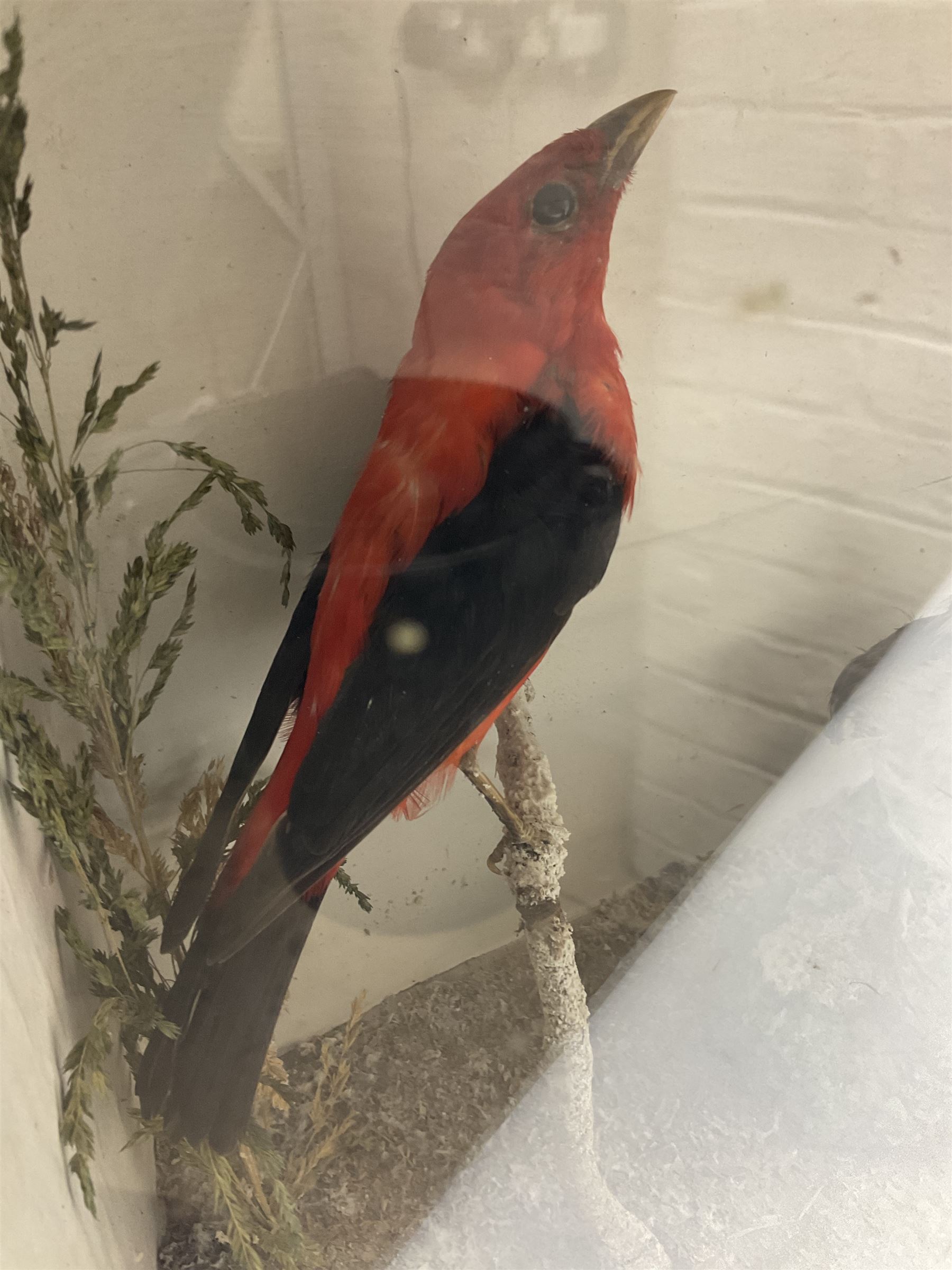 Taxidermy; Victorian cased display of birds, comprising Scarlet Tanager (Piranga olivacea), Campo Troupial (Icterus jamacaii) and Snow Bunting (Plectrophenax nivalis), amidst a naturalistic setting, encased within an ebonised single pane display case, H23cm, L35cm
