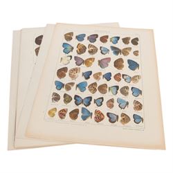 Seitz (Adalbert); collection of ten chromolithographic butterfly plates from Fauna Indo-Australica, mainly of specimens from the Lyceanidae family, circa 1907 