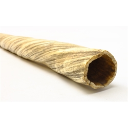  Natural History: 19th century Narwhal tusk, of typical spirally twisted straight tapering form, L131cm, with hardwood storage case,   