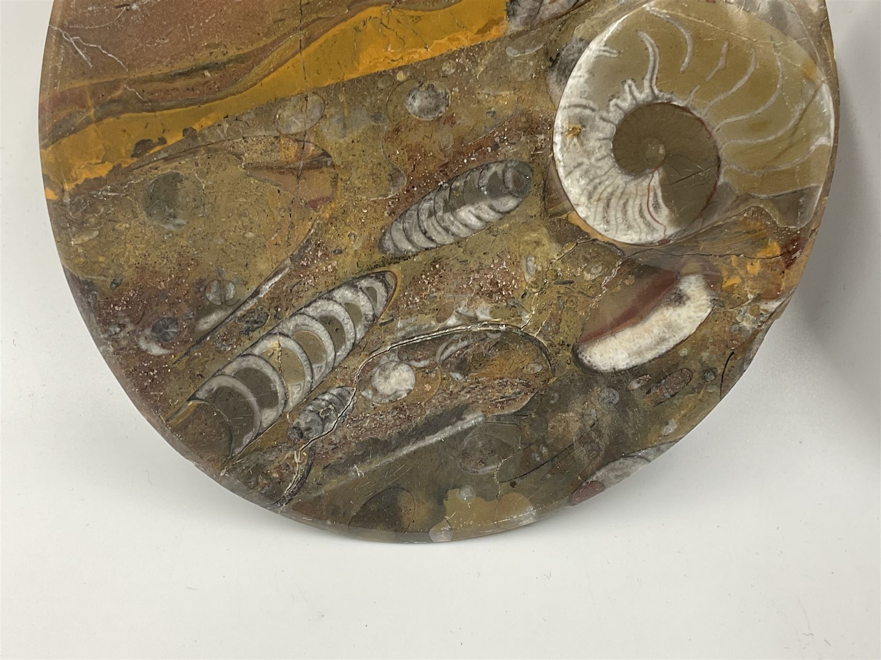 Pair of oval dishes, with a raised Goniatite to the side, Orthoceras and Goniatites inclusion, D12cm 