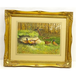  Pheasants in a Woodland, 20th century gouache unsigned 28cm x 39cm   