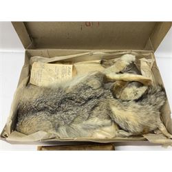 White Ostrich feather fan, together with ceramic head, leather bound photo book, Wedgwood chamber pot and other collectables 