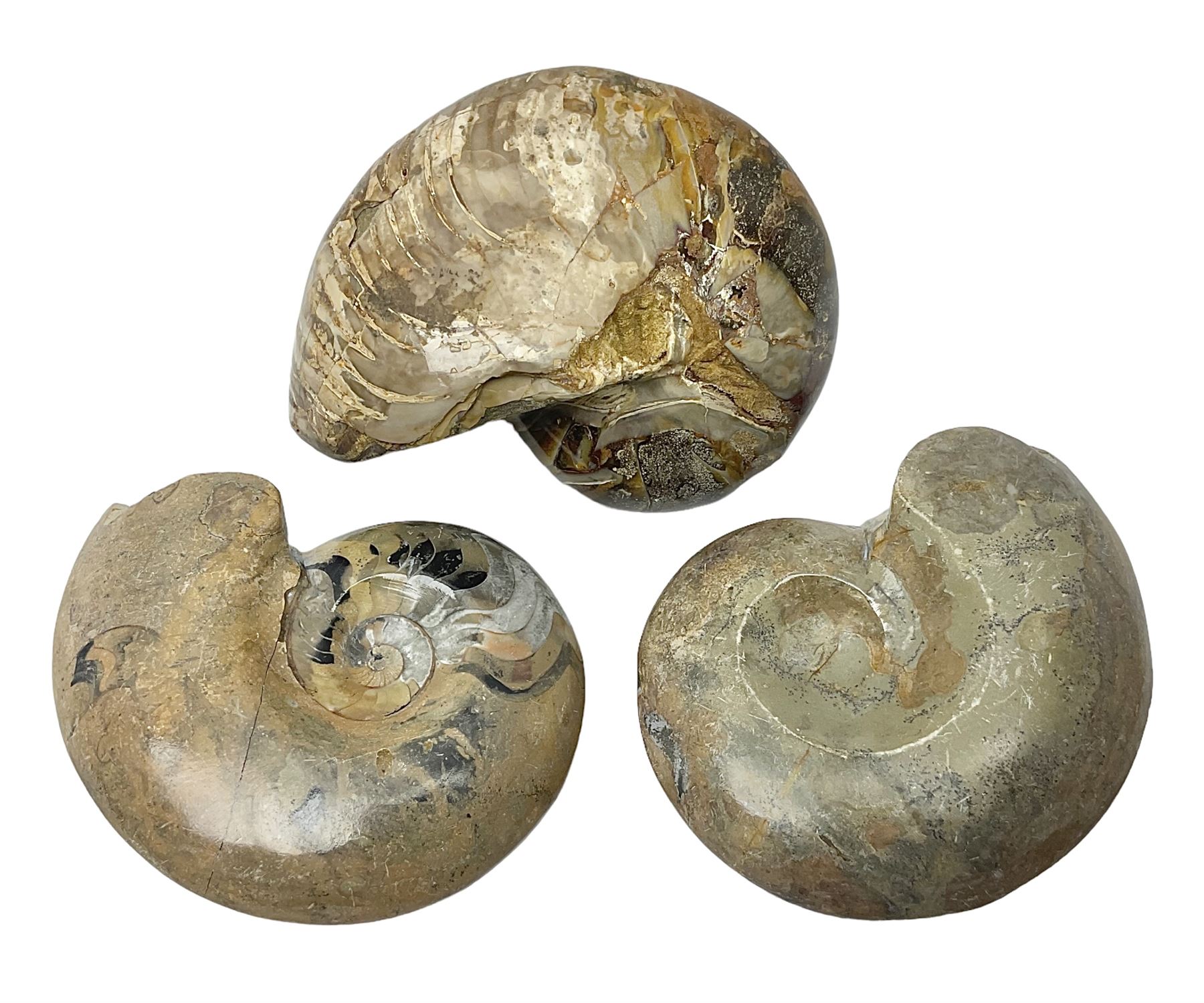 Two polished goniatites, age Devonian period, location Morocco and one polished Nautilus, age Devonian period, location Madagascar, largest D10cm  