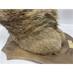 Taxidermy: Red Deer (Cervus elaphus), adult male imperial stag shoulder mount looking straight ahead, ten point antlers, mounted upon a shaped wooden shield, D65cm