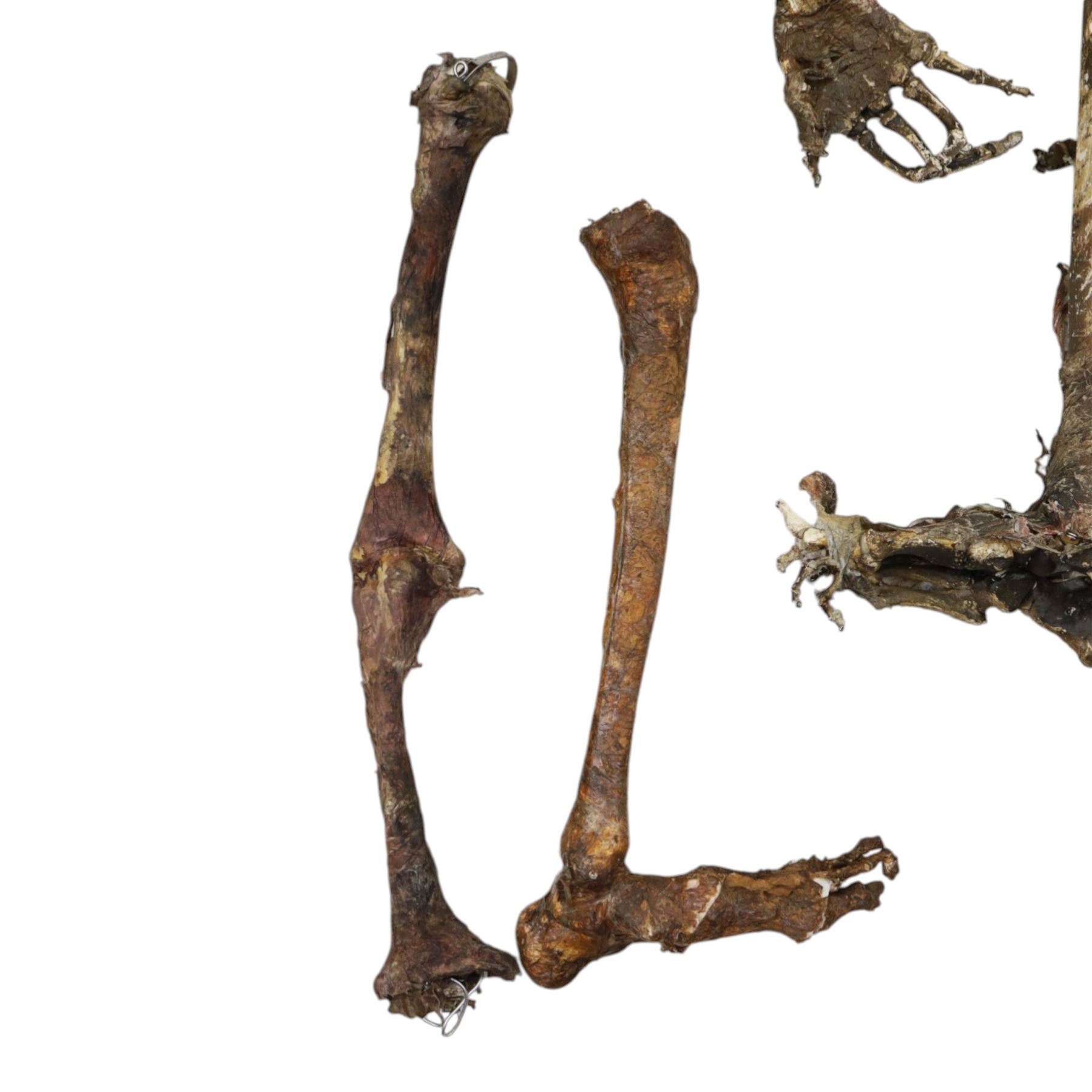 FILM PROPS; four decomposing prop cadavers, each with articulated joints and limbs, likely from a TV or film production, each prop displays intricate detailing with realistic aging and weathering, with a body bag