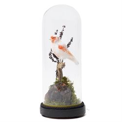 Taxidermy - Red Mosaic Canary (Serinus canaria domestica), full adult mount in naturalisti...