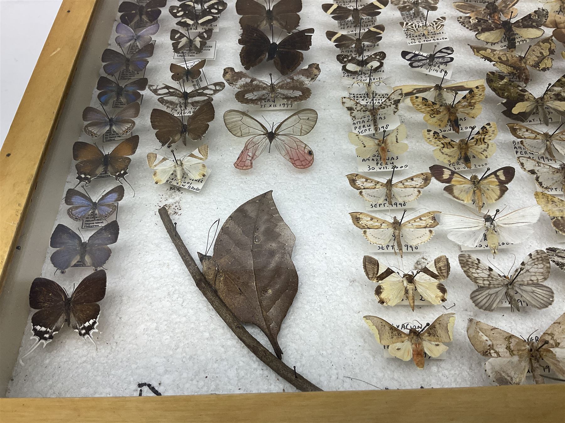 Entomology: Glazed entomology collector's drawer display of African and Asian butterflies and moths, a colourful display of one hundred and twenty six assorted specimens, collected from various regions of Africa and Asia, each with attached data labels, H50cm, W40cm