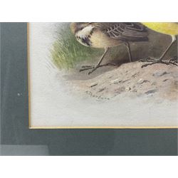 Archibald Thorburn (Scottish 1860-1935): 'Grey Headed Yellow Wagtail', watercolour and bodycolour signed 17cm x 24cm 
Provenance: original illustration for Lord Lilford's 'Coloured Figures of the Birds of the British Islands' Vol.III, Plate No.57, pub. 1885
