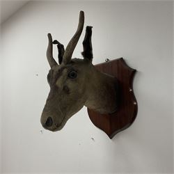 Taxidermy: Fallow Deer (Dama dama), neck mount looking straight ahead, mounted upon wooden shield, together with another example, young buck/female, mounted upon wooden shield. (2). 