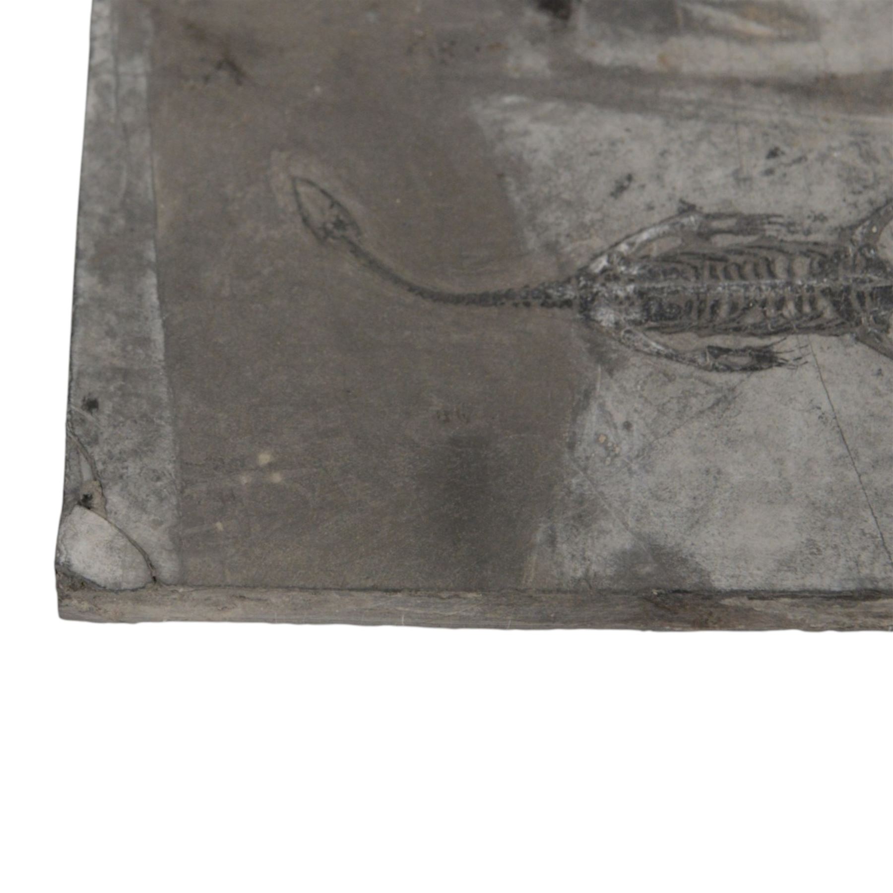 Fossilised reptile Keichosaurus hui, age; Triassic Period, Location Henana Province China, specimen L18cm   