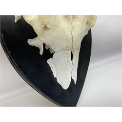 Antlers/Horns: Pair of European Moose (Alces alces) horns with upper skull, mounter upon a wooden shield, H45cm