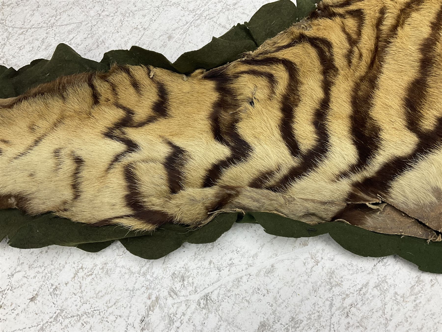 Skins/Hides: Victorian Tiger skin rug (tigris tigris), with green backing with scalloped edges,  L188cm  