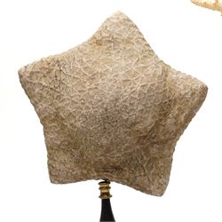 Natural History - Two Victorian preserved starfish on open display, first example five pointed Asteridea starfish, second example five point Halityle starfish, each upon turned ebonized wooden stand, largest H59cm 
