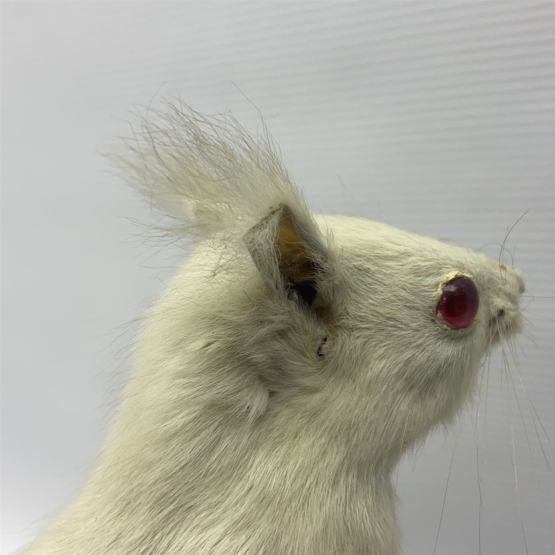 Taxidermy: Victorian albino Squirrel (Sciurus vulgaris), full mount adult, holding a hazelnut, upon naturalistic ground, enclosed beneath later glass dome with ebonised base, H32cm
