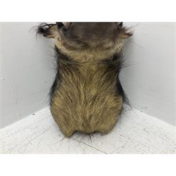 Taxidermy: African bushpig (Potamochoerus larvatus), male shoulder mount looking straight ahead, with mouth agape,  D55cm