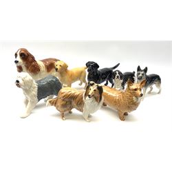 A group of Beswick dogs, to include Corgi, Old English Sheepdog, Golden Labrador, Black Labrador, Pointer, etc., plus a Coopercraft model of a spaniel. (8). 