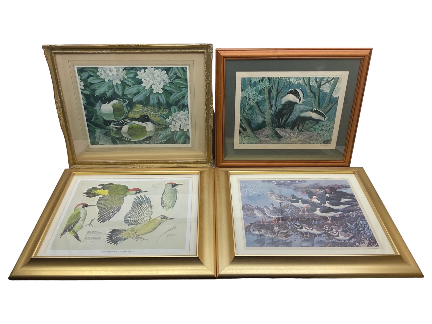Charles Frederick Tunnicliffe (British 1901-1979): 'Secluded Pool', Badgers, and Oystercatchers and Redshanks on the Shore, three limited edition colour prints each signed in pencil, together with 'Green Woodpecker', an unsigned example after the same artist (4)