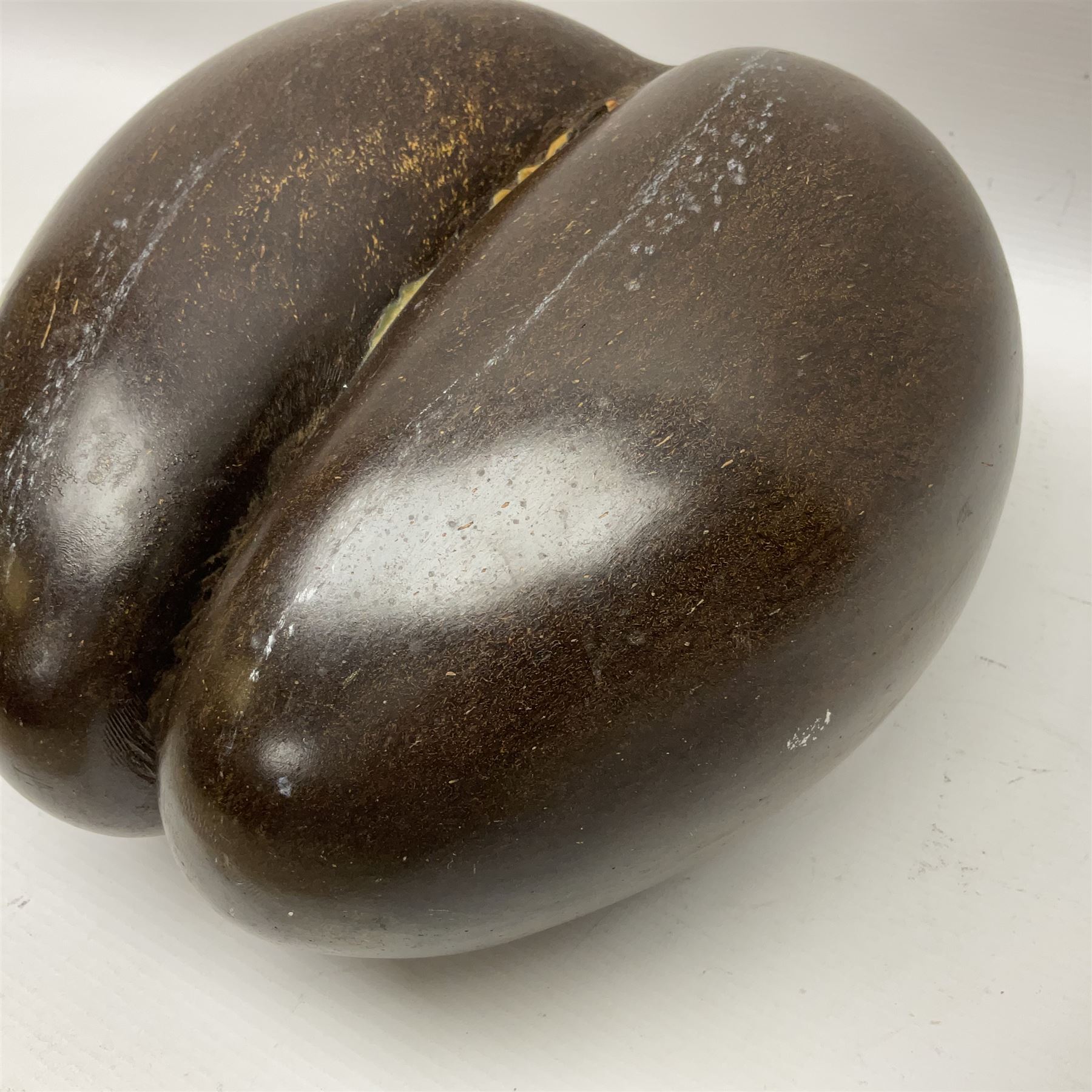 Coco De Mer (Lodoicea Maldivica), L29cm, H15cm 