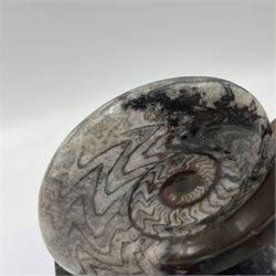 Goninite sculpture, poslised goninite, mounted upon a rectangular marble base with with orthoceras and goniatite inclusions, age: Devonian period, location: Morocco, H20cm