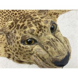 Taxidermy: Early 20th century Indian leopard (Panthera pardus fusca), adult skin rug with head mount, mouth agape, with limbs outstretched, nose to tail L156cm