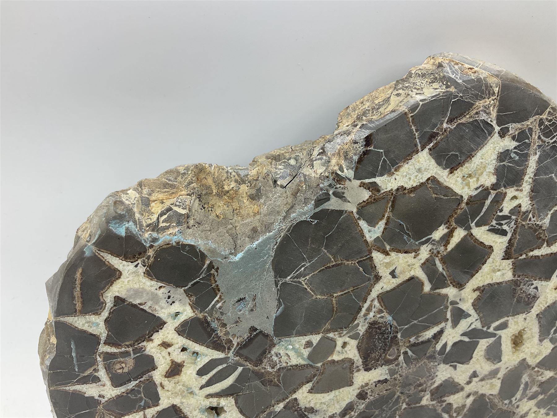 Septarian slice, polished, with a calcite centre and argonite/siderite lines within limestone rock, L26cm, W19cm