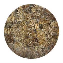 Polished ammonite plate, formed of individual ammonites, age: Jurassic period, D28cm