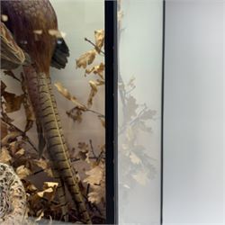 Taxidermy: Cased pair of Ring-necked Pheasants (Phasianus colchicus), pair of full adults mount, mounted amidst naturalistic setting, against a graduated watercolour backdrop, enclosed within a ebonised four pane glass display case, bearing data plaque 'A Pair of Pheasants Shot By Barry Fehily at Uphall, Herts, on 21st December 1996' H82cm W62cm