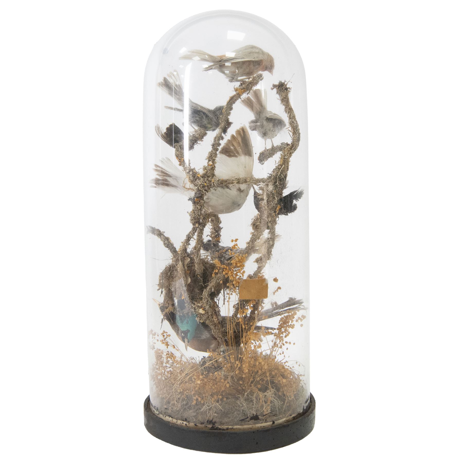 Taxidermy; Victorian domed diorama study of birds, including Thrush (Turdus Leucomelas) and Goldfinch (Carduelis carduelis), all perched upon a branch, the glass dome upon a circular ebonised wooden base, H56cm