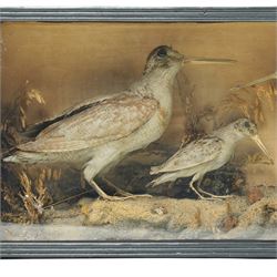 Taxidermy - Three woodcock (Scolopax rusticola), modelled in a naturalistic setting, in painted wooden case, case H31cm W54cm D16cm